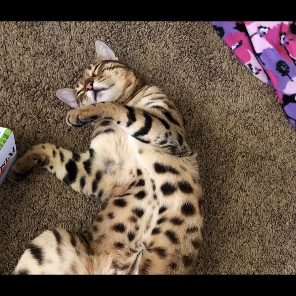 Meet your Posher, Adrienne